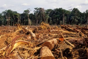 1136_deforestation