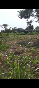 WhatsApp Image 2025-10-15 at 09.57.28